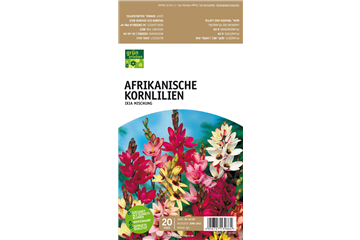Afrikanische Kornlilie