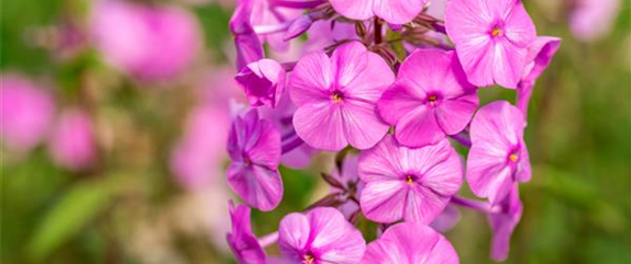 POLSTERPHLOX