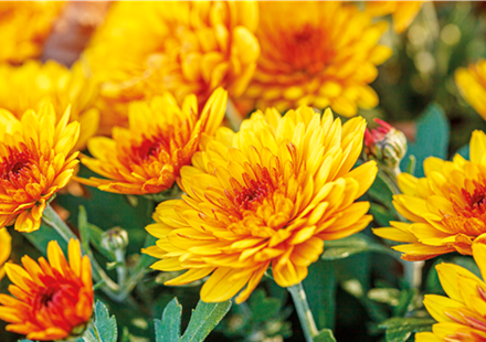 Chrysantheme