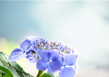 Hortensie