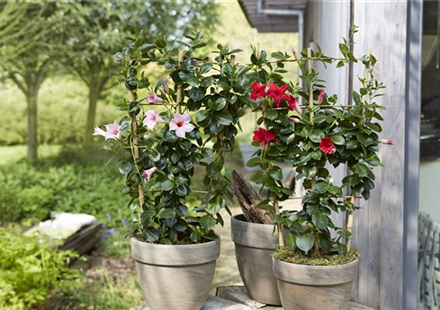 PFLANZE DES MONATS APRIL: DIPLADENIE