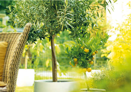 GARTEN DES SüDENS! 