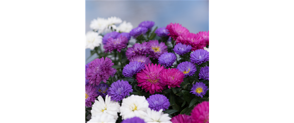ASTER