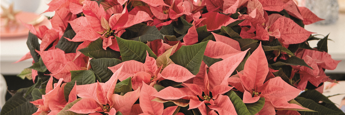 2024_Poinsettia_02000_Modern_Vintage_Fusion_16_cmyk-521-3516-3907-2197