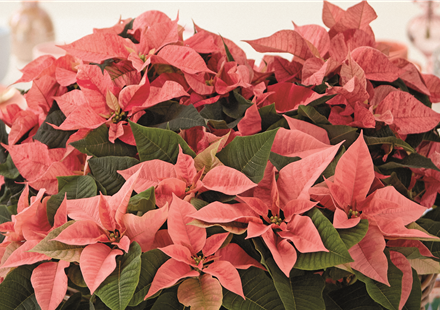 KLASSISCHE WEIHNACHTEN!