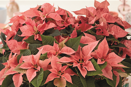 KLASSISCHE WEIHNACHTEN!