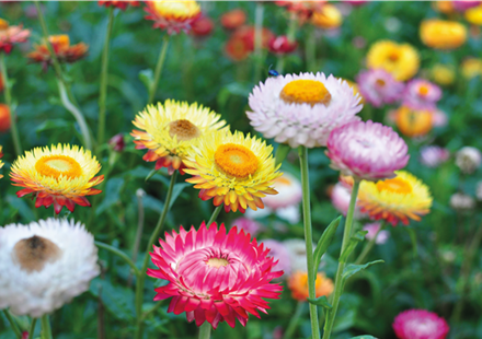 PFLANZE DES MONATS MAI: STROHBLUME