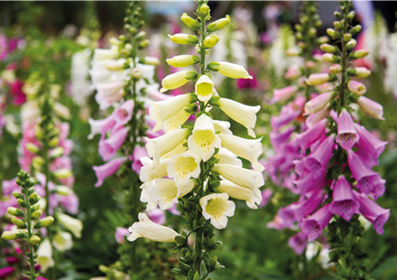 PFLANZE DES MONATS JUNI: FINGERHUT