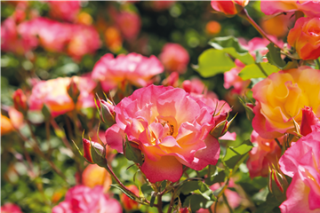 Pflanze des Monats Juli: ROSE