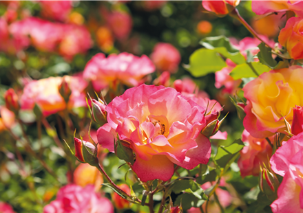 Pflanze des Monats Juli: ROSE