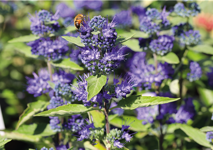 PFLANZE DES MONATS AUGUST: BARTBLUME