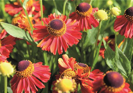 PFLANZE DES MONATS SEPTEMBER: SONNENBRAUT