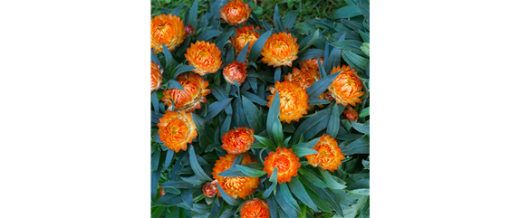PFLANZE DES MONATS MAI: STROHBLUME