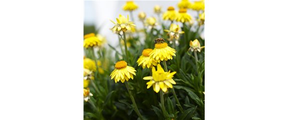 PFLANZE DES MONATS MAI: STROHBLUME
