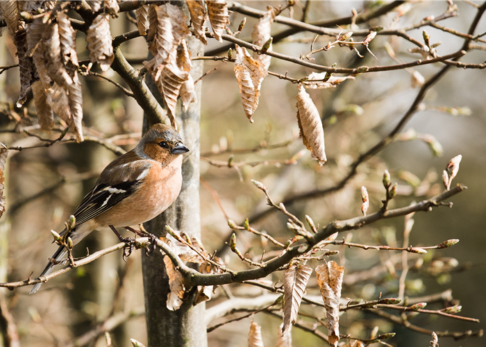 TIPPS ZUR WINTERVOGELFüTTERUNG!