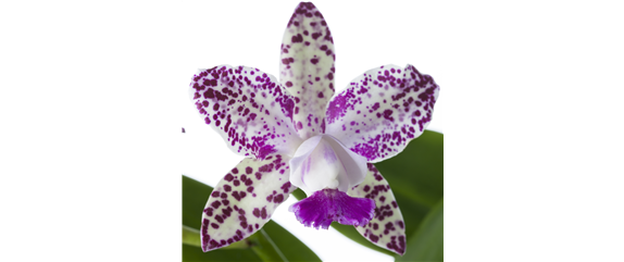 PFLANZEN IM BADEZIMMER! PFLANZEN IM BADEZIMMER!