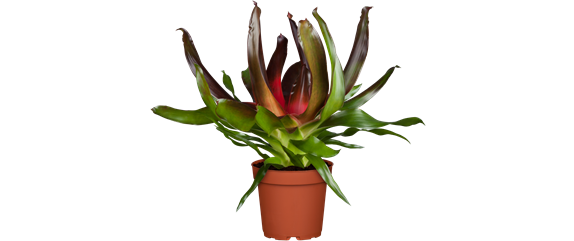 PFLANZEN IM BADEZIMMER! PFLANZEN IM BADEZIMMER!