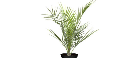 PFLANZEN IM BADEZIMMER! PFLANZEN IM BADEZIMMER!