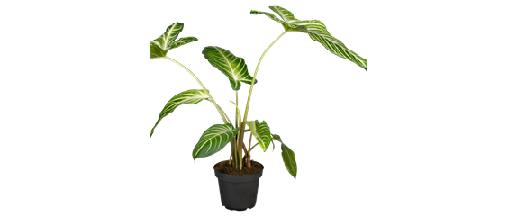 PFLANZEN IM BADEZIMMER! PFLANZEN IM BADEZIMMER!