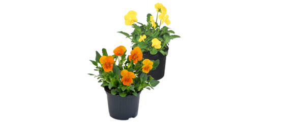 HALLO, DU BUNTER FRüHLING! 