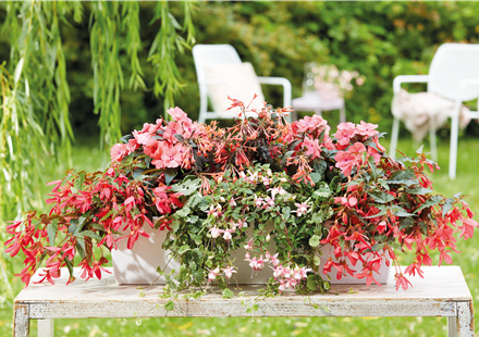 IM TREND: BALKON!