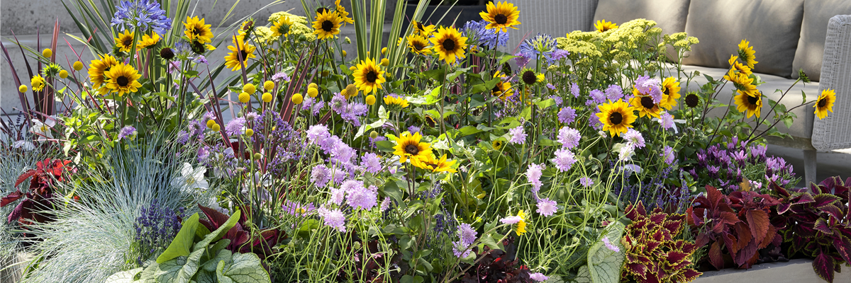 Sommerpflanzen_Terrasse_Pflanzenfreude.de-617-645-6023-3388