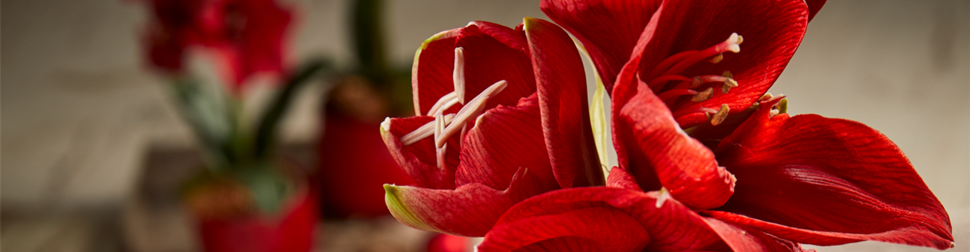 AMARYLLIS