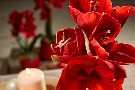 AMARYLLIS