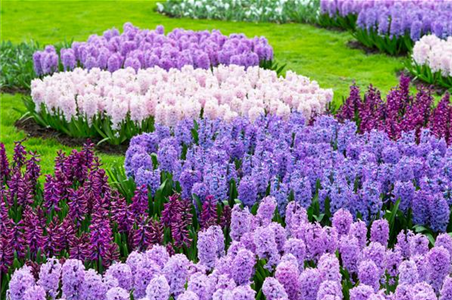 JETZT PFLANZEN, SPäTER STAUNEN! JETZT PFLANZEN, SPäTER STAUNEN!