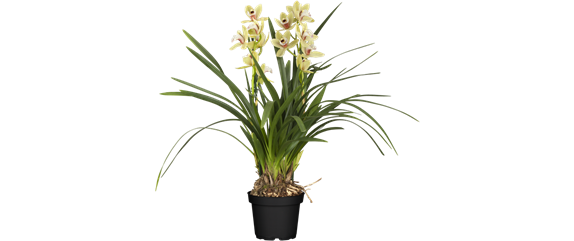 Cymbidium