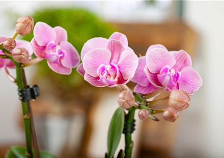 Schmetterlingsorchidee