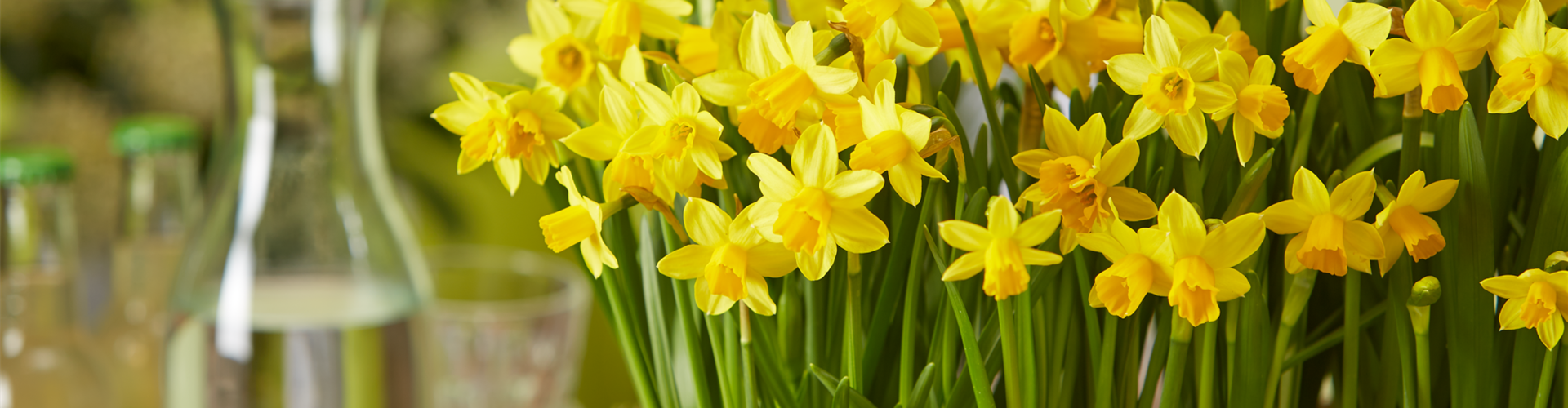 PFLANZE DES MONATS FEBRUAR: NARZISSE