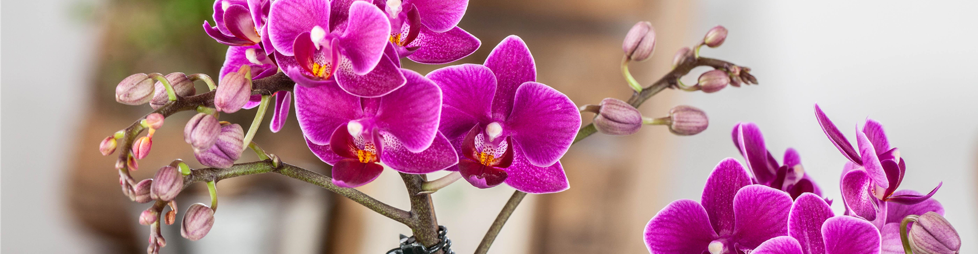 Pflanze des Monats Januar: Orchidee