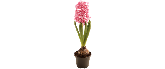 STARTKLAR FüR DEN FRüHLING!