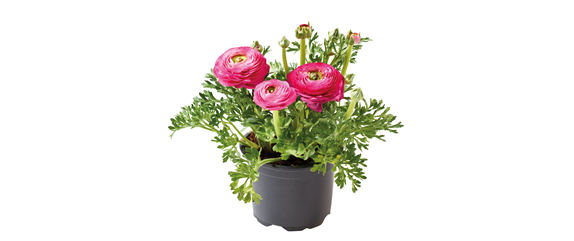 WILLKOMMEN FRÜHLING! 