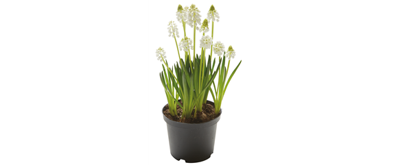 WILLKOMMEN FRÜHLING! 