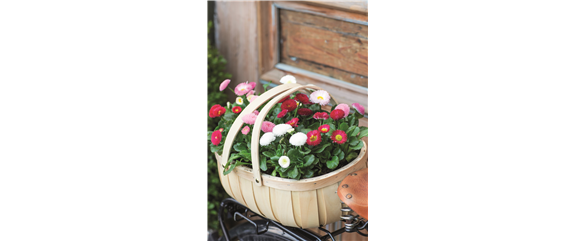 WILLKOMMEN FRÜHLING! 