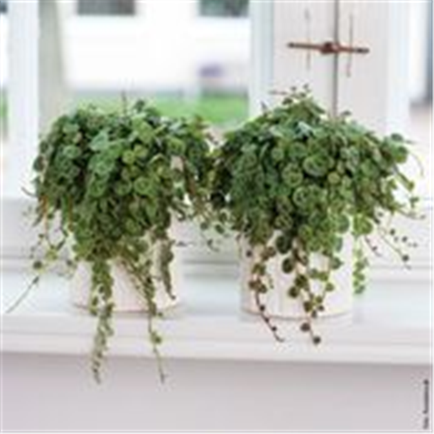 HNGENDE ZIMMERPFLANZEN! - grn erleben