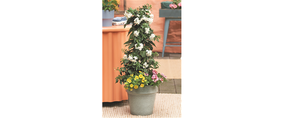 SOMMERLICHE BLÜTENPRACHT!