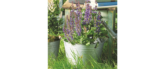 SOMMER IM STAUDENGARTEN!