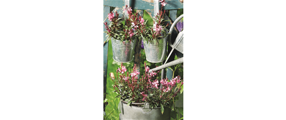 SOMMER IM STAUDENGARTEN!