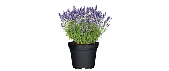 SOMMER IM STAUDENGARTEN!