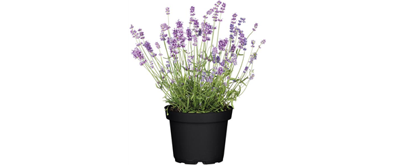 ELEGANTER ROSENGARTEN! 