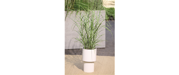 NATÜRLICH SCHÖN! GRÄSER FÜR EIN STILVOLLES GARTENAMBIENTE. 