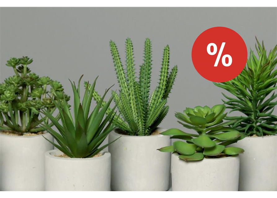 Mini-Sukkulenten 