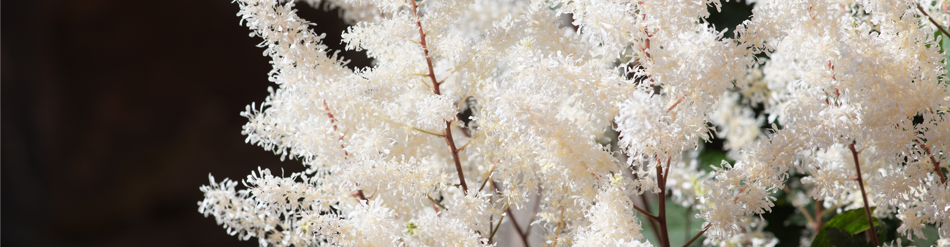 PFLANZE DER WOCHE: ASTILBE