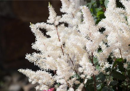 PFLANZE DER WOCHE: ASTILBE