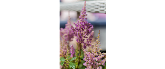 PFLANZE DER WOCHE: ASTILBE
