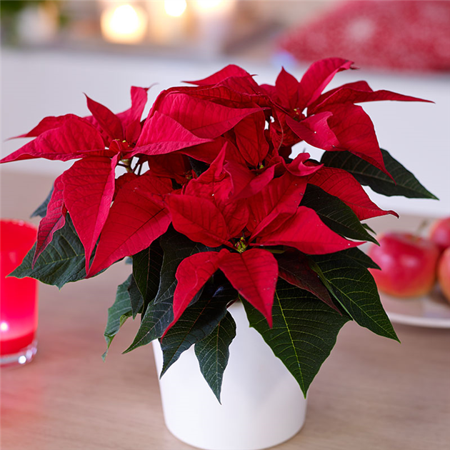 weihnachtsstern glas beleuchtet 3D Samt Leuchtstern Ø 60cm Weiß Beleuchtet Weihnachtsstern Papierstern —  LS-LebenStil main image 0