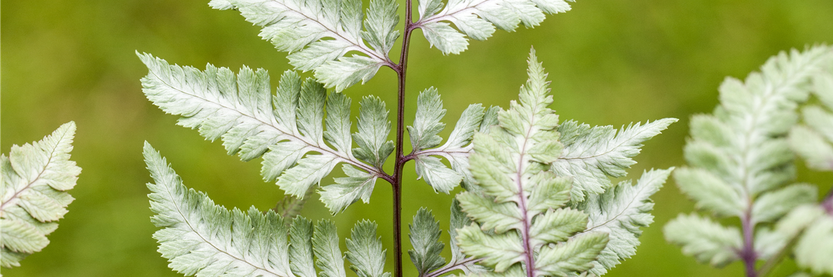 Athyrium niponicum var. pictum 'Silver Falls' Athyrium niponicum var. pictum 'Silver Falls'